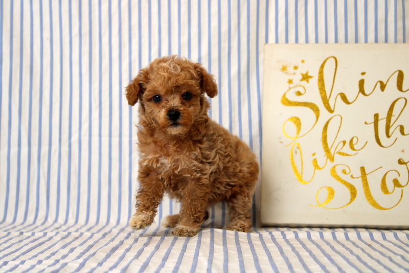 puppy, for, sale, Cavapoo, Matthew B. Stoltzfus, dog, breeder, Gap, PA, dog-breeder, puppy-for-sale, forsale, nearby, find, puppyfind, locator, puppylocator, aca